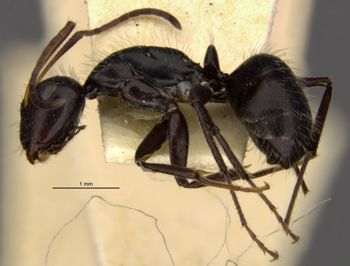 Media type: image;   Entomology 9119 Aspect: habitus lateral view
